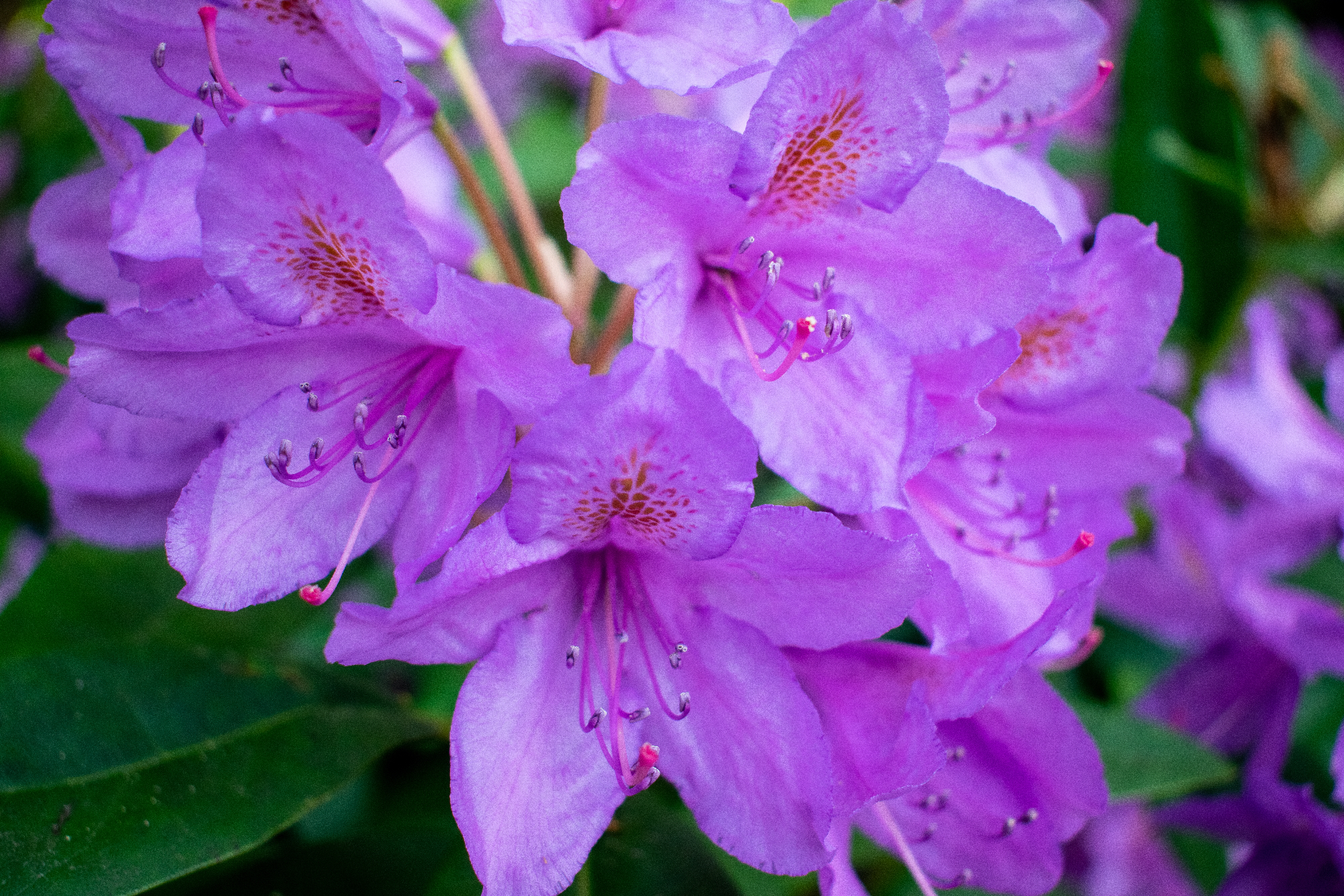 Na mojem vrtu je končno tudi rododendron